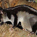 Striped Possum with big belly. First sighting in the last 14 months.<br />Canon EOS 7D + EF70-200 F4.0L + EF1.4xII + SPEEDLITE 580EXII